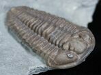 D Flexicalymene Trilobite Fossil From Ohio #2296-1